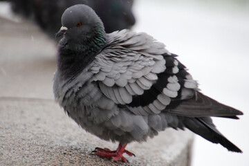 A ruffled dove stands on a granite parapet