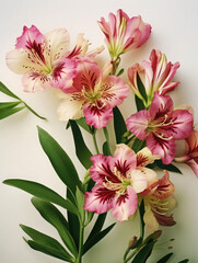 Alstroemeria (peruvian lily) flowers background. Wedding, mother's day, women's day concept. Floral web banner.