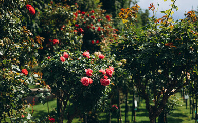 Pink roses in a full bloom in the garden. Close-up photo. Dark green background. Rose flower blooming on background blurry red roses flower