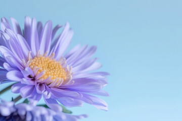 Single azure aster flower isolated on a light blue background. Copy space on the right. Wedding, mother's day, women's day concept. Floral and spring themed web banner. 