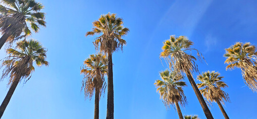 Palm trees against the blue sky, on a sunny day. Bright and rich natural background. Nice, France, Cote d'Azur, French Riviera	
