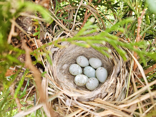 Bird egg laying in the crown of a Thuja tree. Motacilla offspring, nest with eggs	
