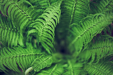 The background image of fern leaves is green, the colors of spring leaves are ideal for seasonal...