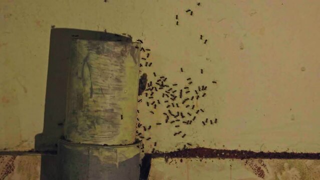 A macro view of black ants or anthills digging on the house wall to make their nests