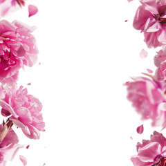 Lovely flying pink peonies overlay frame with falling petals, isolated on transparent background