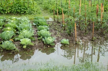 Fototapete Pistache Beds with cabbage and tomatoes in water. The garden is flooded. landscape without sky, without people. Consequences of downpour, flood. Rainy summer or spring. 