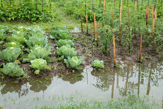 Beds with cabbage and tomatoes in water. The garden is flooded. landscape without sky, without people. Consequences of downpour, flood. Rainy summer or spring. 