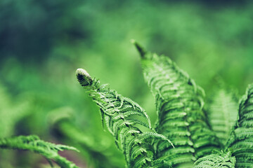 Green fern on a blurry background. Fern leaves are in the foreground. With a space to copy. High quality photo