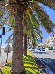 Palm trees grow in the middle of the road on the Promenade des Anglais in Nice, French Riviera, Cote d'Azur	
