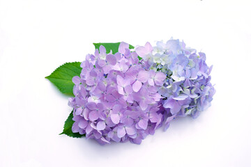 Obraz premium アジサイ