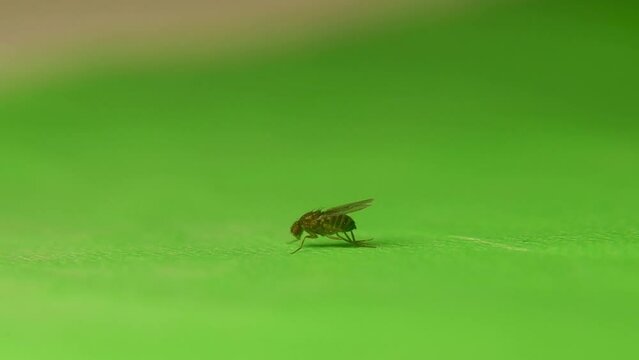 Fruit fly cleaning its self on a green background.
It's also called a vinegar fly or drosophila.
Tiny insect isolated, Drosophilidae.
Close up insects.
bug, bugs.