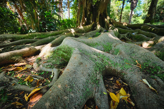 Exotic tree Ficus macrophylla Australian banyan fig tree trunk and buttress roots close up
