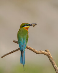 BLUE TAILED BEE- EATER WITH IT'S CATCH AT KHISMA FOREST, RANAGHAT, INDIA. 