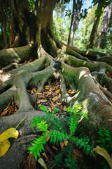 Exotic tree Ficus macrophylla Australian banyan fig tree trunk and buttress roots close up - 621241387