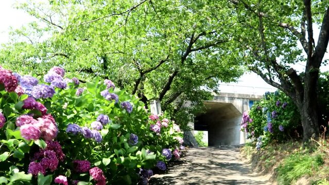 夏風に揺れる街道のあじさい dorry 24sec