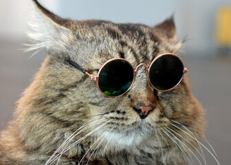 A close up shot of cat wears a sunglasses