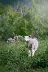 Photo of sheep in their pasture