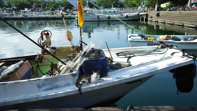 琵琶湖に浮かぶ有人島・沖島に住む地域猫 （滋賀県近江八幡市, 2023年7月）