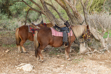 Punta de n'Amer Sa Coma mallorca Pony guide