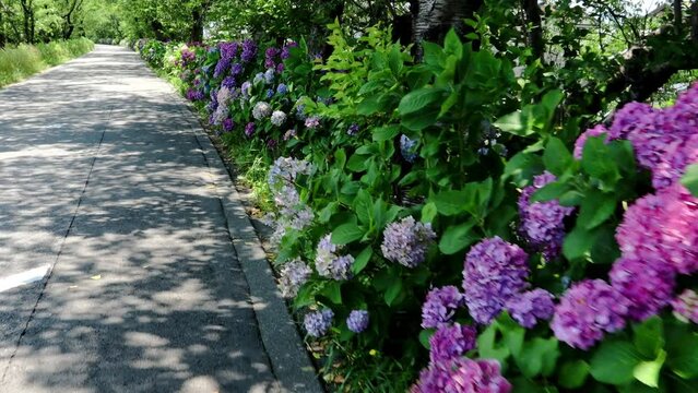 夏風に揺れる街道のあじさい  dorry 17sec