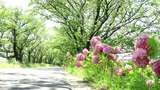 夏風に揺れる街道のあじさい   fix 29sec
