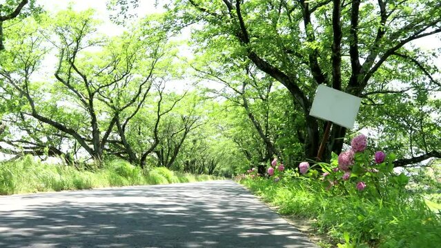 夏風に揺れる街道のあじさい  dorry 38sec