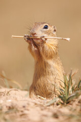 The European ground squirrel, Spermophilus citellus,The European ground squirrel eat an ear of wheat