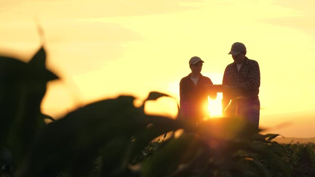 silhouette two farmers work tablet sunset, farming teamwork group people contract handshake agreement sunset corn wheat, wheat soy background examining walking man businessmen agriculture information