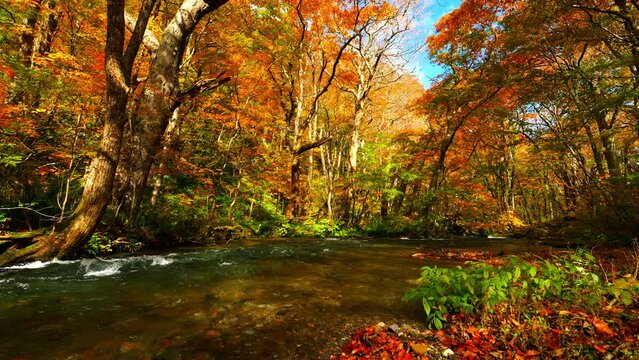 Oirase Stream in autumn sunny day, Beautiful fall or autumn foliage scene in a forest, Flowing river and mossy rocks in Towada Hachimantai National Park, Aomori Prefecture in Japan, Travel or outdoor