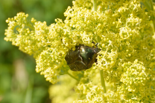 Copper chafer feeding on lady's bedstraw flowers.