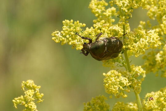 Copper chafer feeding on lady's bedstraw flowers.
