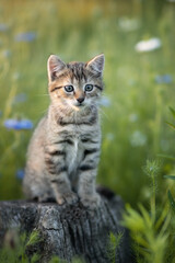 Photo of a small striped kitten in a summer garden.