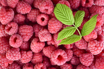 Fresh raspberry background close up photo.Flet ley. © Olivka888