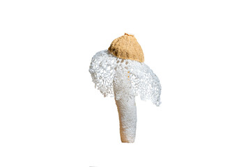 Bamboo mushroom isolated on white background.Tropical, Phallus indusiatus, Dancing mushroom.