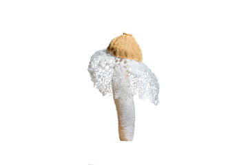 Bamboo mushroom isolated on white background.Tropical, Phallus indusiatus, Dancing mushroom.