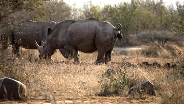 Rhino Defecating: White Rhino Dropping Dung at Midden in the Africa Bush.