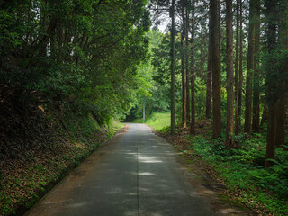 Fototapeta premium refreshing shaded path
