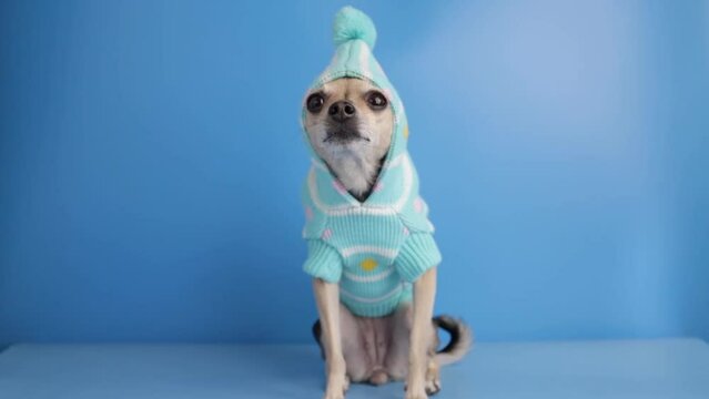 cute dog in winter clothes, pet in a warm jacket for walking, a toy terrier in fur jumpsuit on blue background