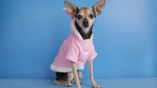 pet clothes, dog in a pink bathrobe with ears on blue background