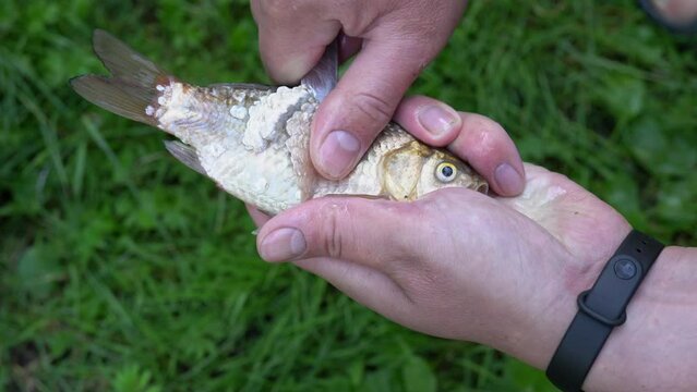 Man hands with sharp knife scrub scales of a wild crucian carp outdoor. Fisherman peel fish from scales after fishing. Fresh fish cutting and cleans process on the backyard lawn above the grass in 4K
