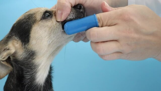 brushing a dog's teeth with a fingertip brush, pet oral hygiene