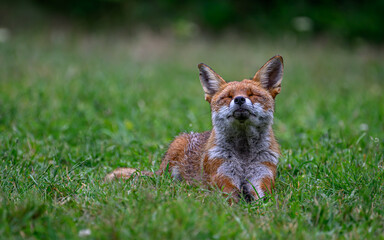 The fox that got the cream