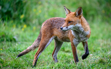red fox vulpes on the prowl