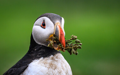 Atlantic puffin or common puffin with flowers
