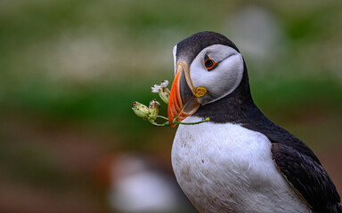 Atlantic puffin with flowers