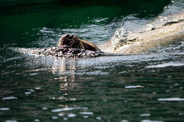 Fototapeta premium Lion Seal portrait on a sunny, hot summer day. Barking Sea Lion show at zoo.