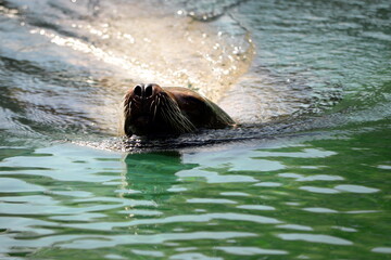 Lion Seal portrait on a sunny, hot summer day. Barking Sea Lion show at zoo.
