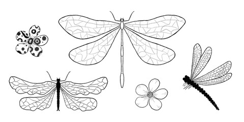 Set with dragonflies and flowers. Line illustration of insects and branch with berries and leaves. Clipart.