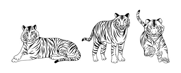 tiger  vector illustration with black and white shading consisting of three images