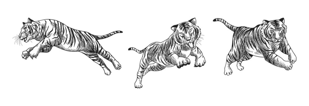 tiger  vector illustration with black and white shading consisting of three images